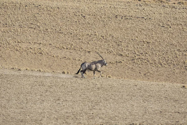 Antilope oryx sauvage — Photo