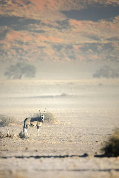 Дикі oryx антилопи — стокове фото