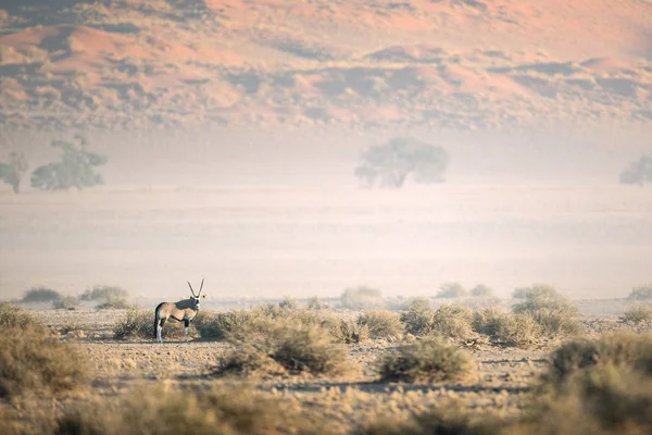 Wild oryx antilopa — Stock fotografie