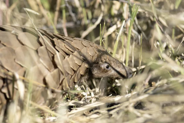 Pangolin recherche des fourmis — Photo