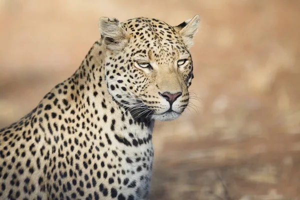 Divoký lov leopard — Stock fotografie