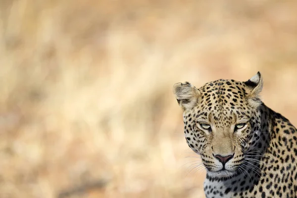 Vild jakt leopard — Stockfoto