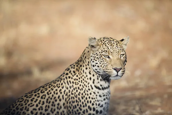 Leopardo de caza silvestre —  Fotos de Stock