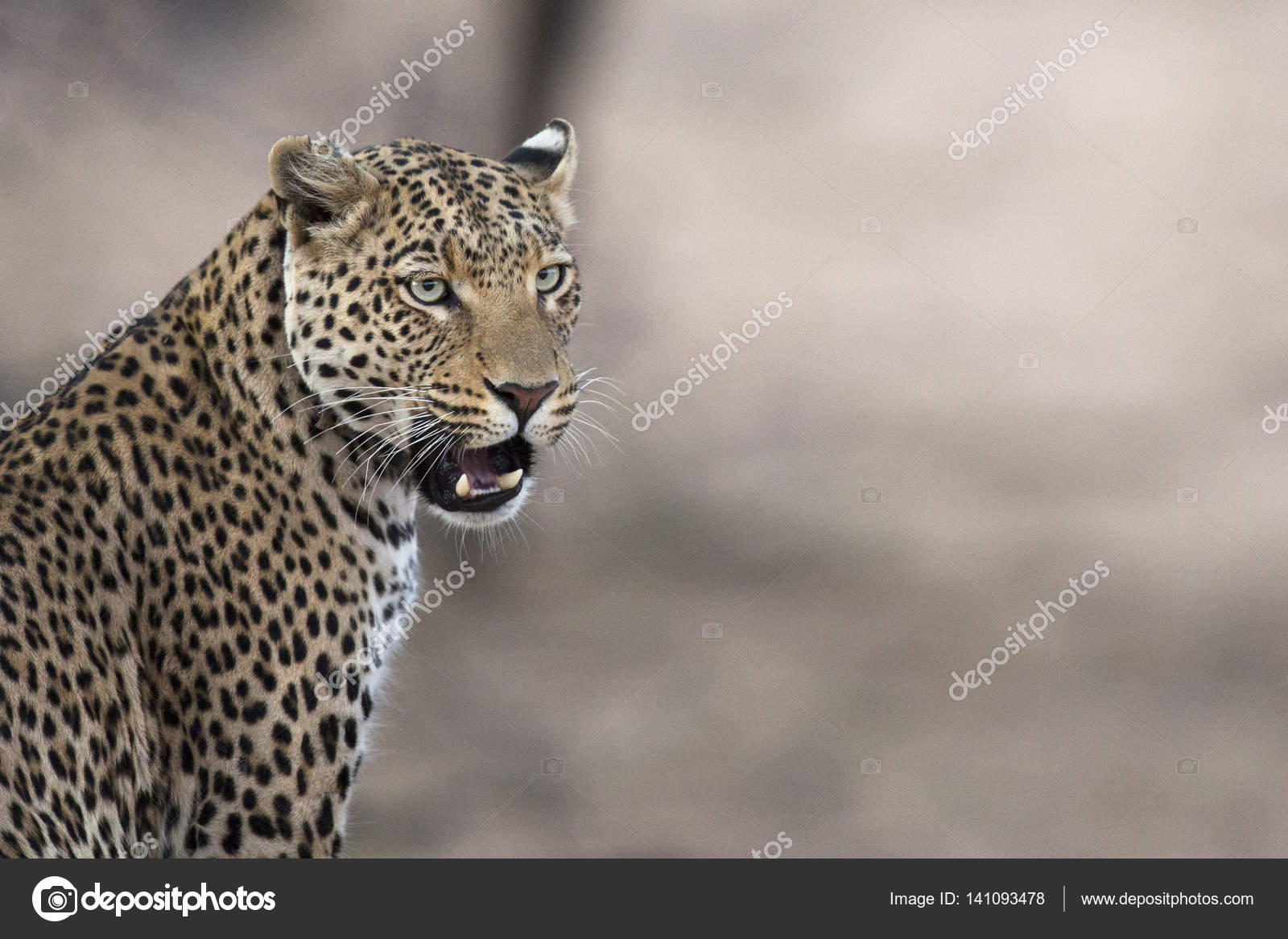 Wild hunting leopard Stock Photo by ©2630ben 141093478