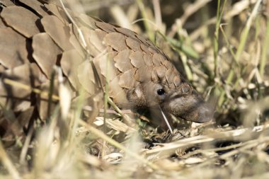 Pangolin karıncalar için arama