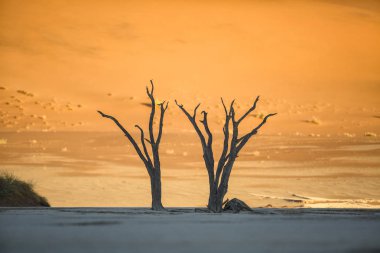 trees in sand desert  clipart