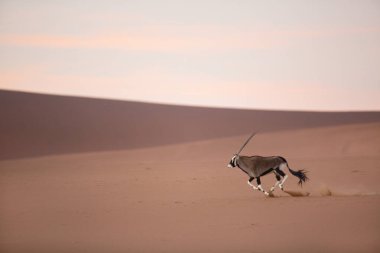 Vahşi Afrika antilobu antilop