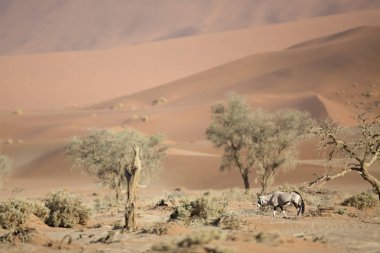 Vahşi Afrika antilobu antilop