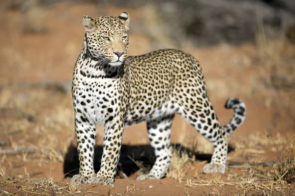 Leopardo caça selvagem — Fotografia de Stock