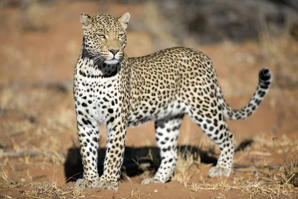 Leopardo caça selvagem — Fotografia de Stock