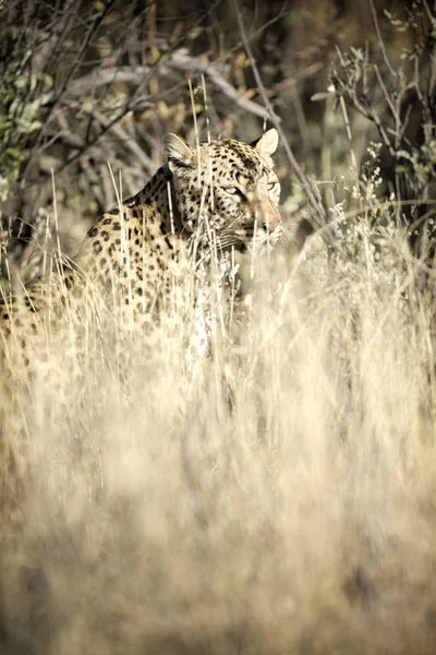 Leopardo de caza silvestre — Foto de Stock