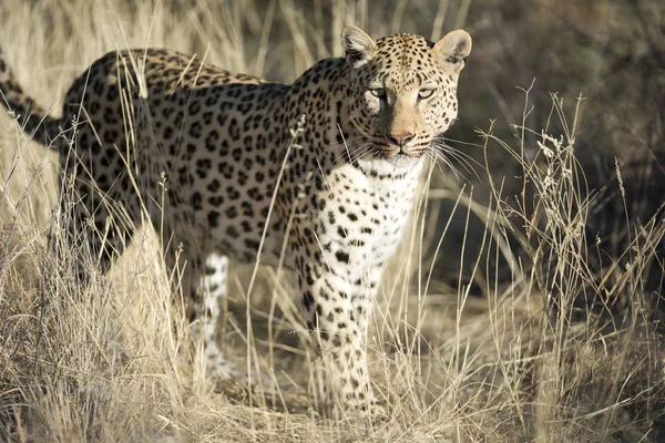 Leopardo de caza silvestre — Foto de Stock