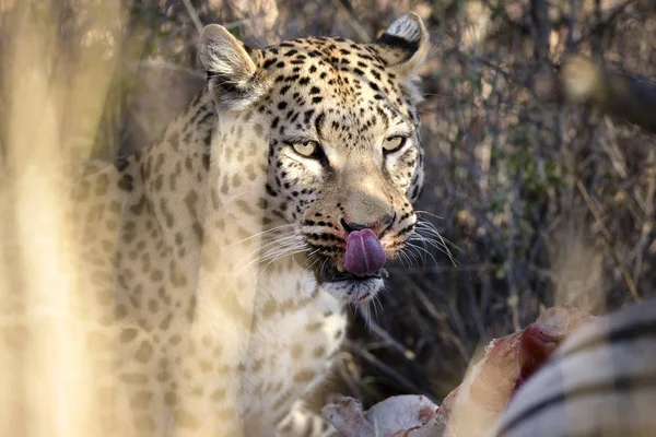 Wilder jagender Leopard — Stockfoto