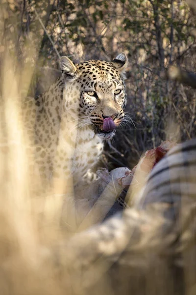wild hunting leopard