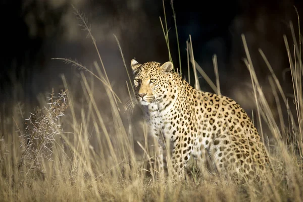 Wilder jagender Leopard — Stockfoto