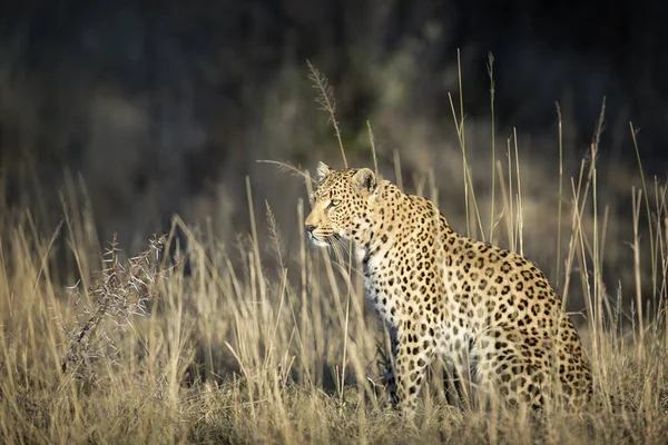 Leopardo caça selvagem — Fotografia de Stock