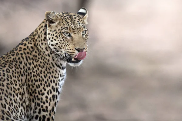 Дикий леопард — стоковое фото