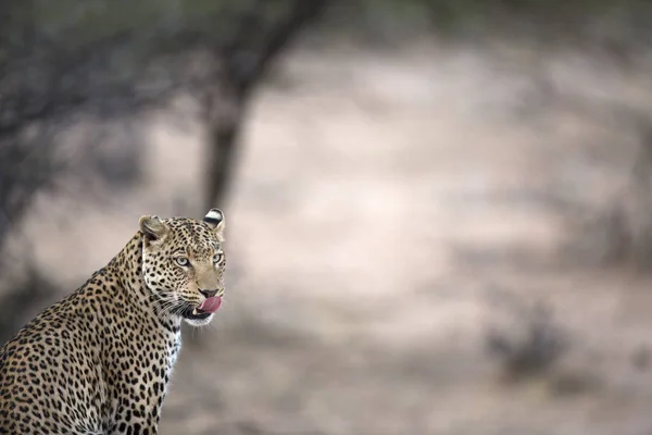 Leopard for viltlevende jakt – stockfoto