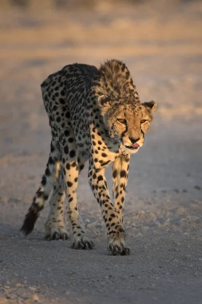 Leoaprd hunting in Kalahari — Stock Photo, Image