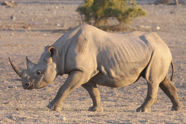 Rhino in Nationaal Park — Stockfoto