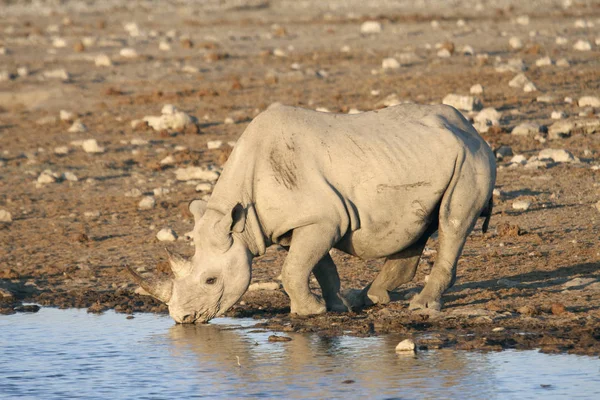 Носорог в национальном парке — стоковое фото