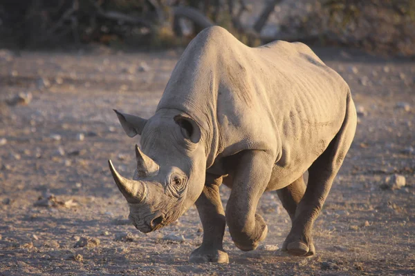 Rhino w parku narodowym — Zdjęcie stockowe