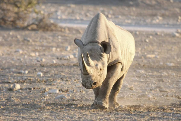 Rhino in Nationaal Park — Stockfoto