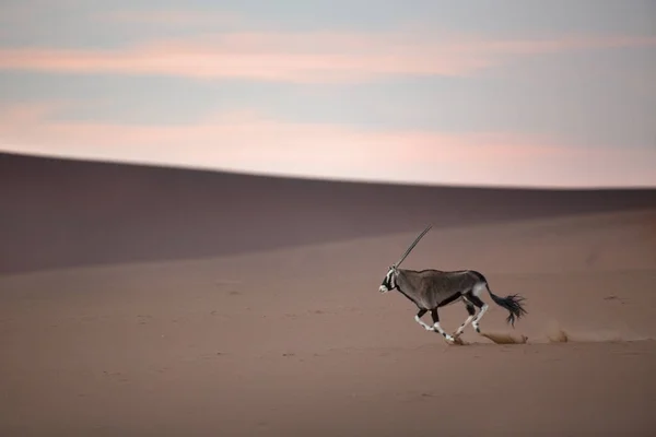Wild oryx antelope — Stock Photo, Image