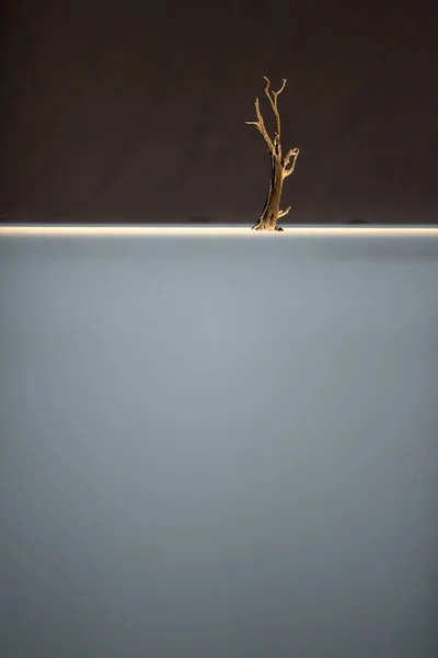 Baum in Sandwüste — Stockfoto