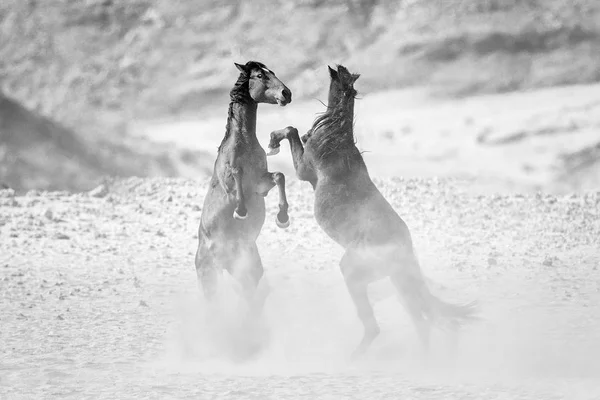 Schöne Wildpferde — Stockfoto