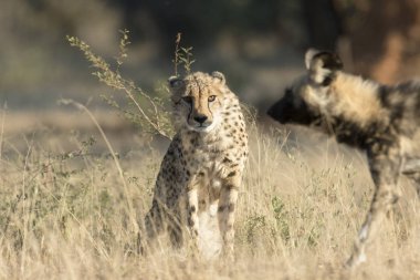 leoaprd hunting in Kalahari clipart