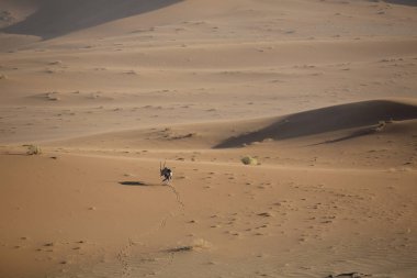 Vahşi Afrika antilobu antilop