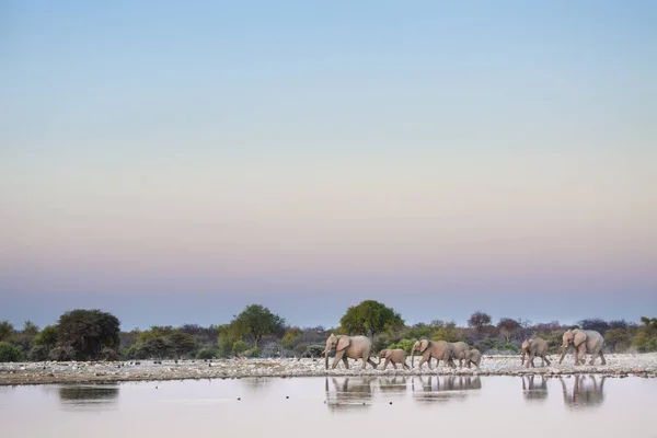 Afrikaanse wilde olifanten — Stockfoto