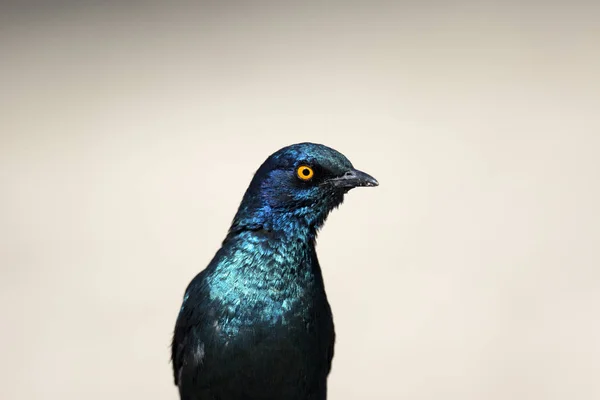Vackra vilda fågel — Stockfoto