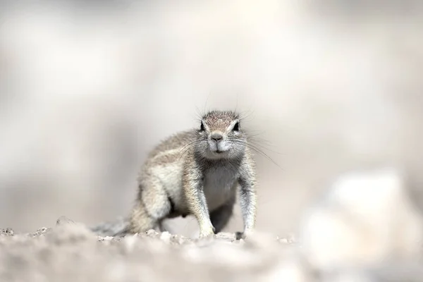 Scoiattolo selvatico — Foto Stock