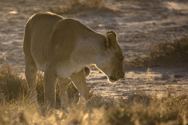 Bellissimo leone selvatico — Foto Stock