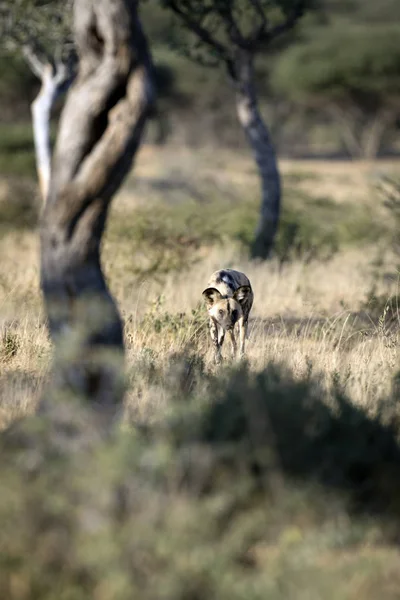 Wilde Jagd auf Raubtiere — Stockfoto