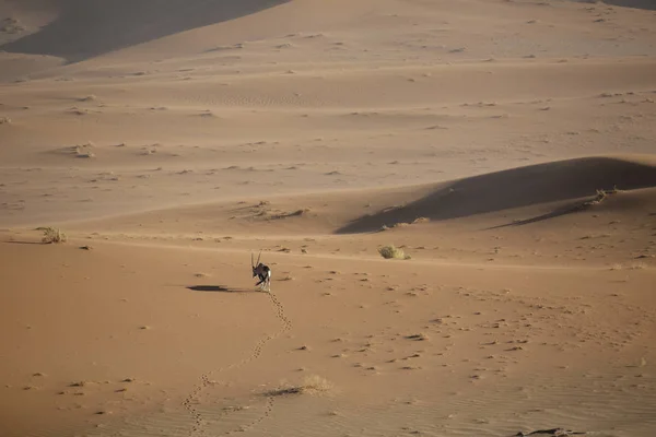 Wild oryx antilopa — Stock fotografie