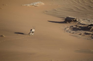 Vahşi Afrika antilobu antilop