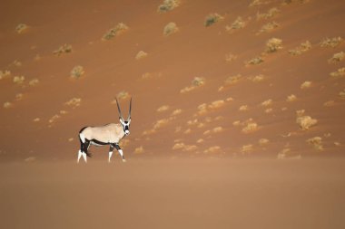 Vahşi Afrika antilobu antilop