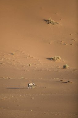 Vahşi Afrika antilobu antilop