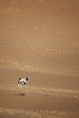 Vahşi Afrika antilobu antilop