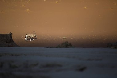 Vahşi Afrika antilobu antilop