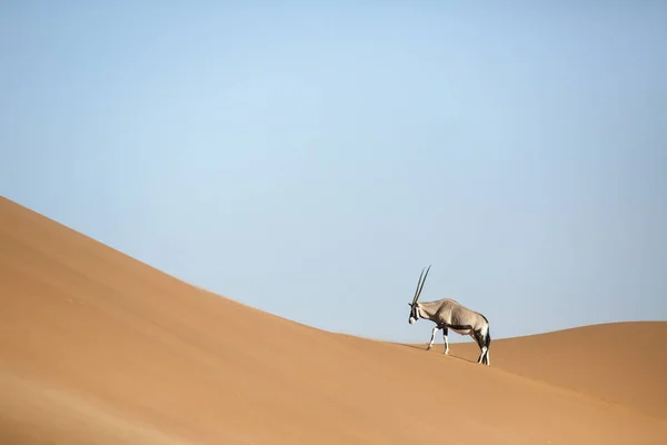 Antilope di orice selvatico — Foto Stock