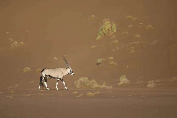 Wild oryx antilopen — Stockfoto