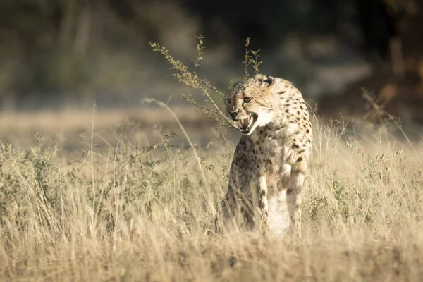 Leoaprd caccia in Kalahari — Foto Stock