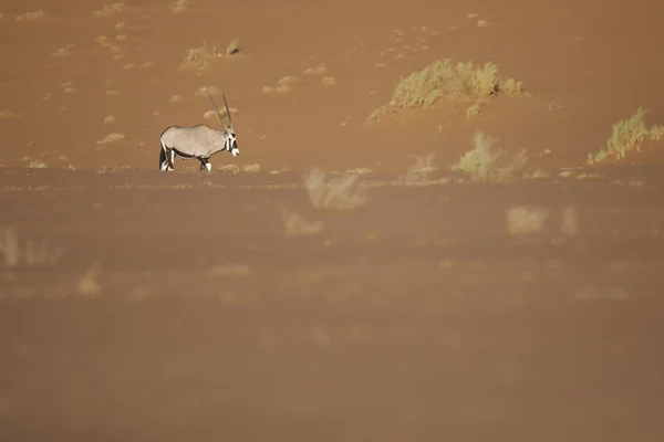 Antílope oryx selvagem — Fotografia de Stock