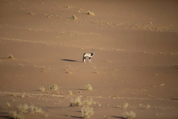 Wild oryx antilopa — Stock fotografie