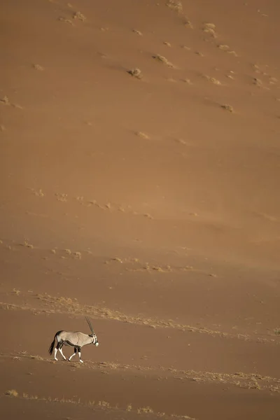 Wild oryx antelope — Stock Photo, Image