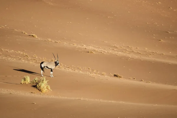 Wild oryx antilopa — Stock fotografie